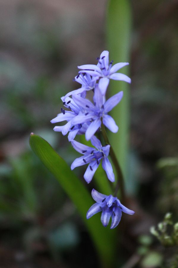 Scilla bifolia L.